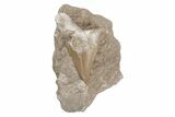 Otodus Shark Tooth Fossil in Rock - Eocene #215622-1